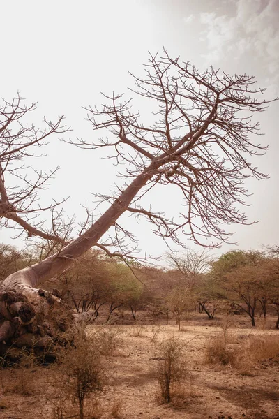 Vida Salvaje Safari Baobab Bush Jungles Senegal Africa Reserva Bandia — Foto de Stock