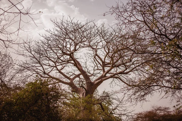 Baumwipfel Himmel Hintergrund Wildes Leben Auf Safari Baobab Und Buschwälder — Stockfoto