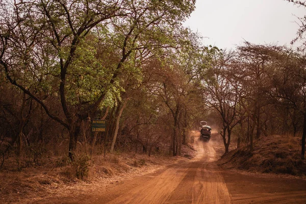Safari Jeep kumlu yolda gidiyor. Yaban hayatı. Baobab ve bush Senegal, Afrika ormanlarda. Bandia rezerv. Sıcak, kuru iklim.