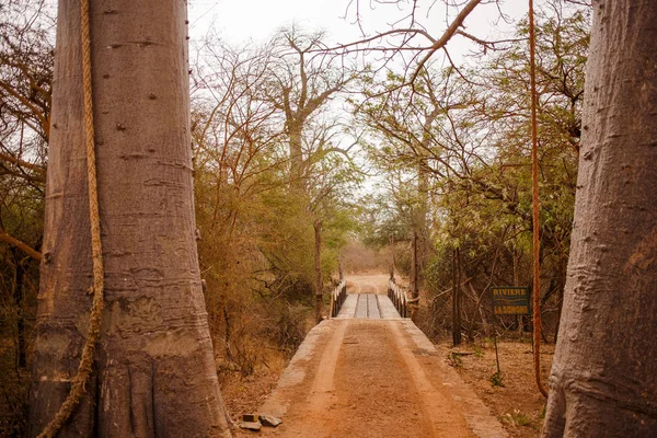 Puente Abisagrado Entre Árboles Vida Salvaje Safari Baobab Bush Jungles — Foto de Stock