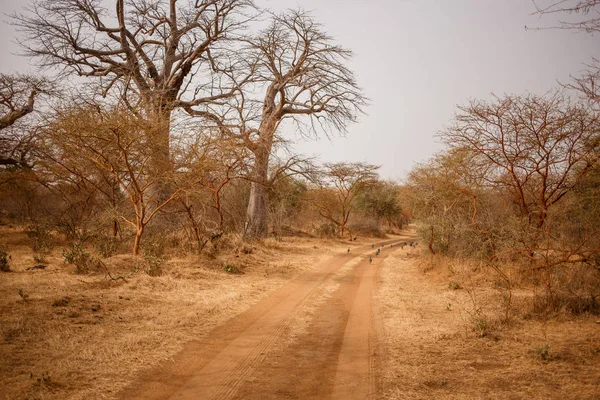 Kuşlar kumlu yollarda kaçıyor. Yaban hayatı içinde Safari. Baobab ve bush Senegal, Afrika ormanlarda. Bandia rezerv. Sıcak, kuru iklim.
