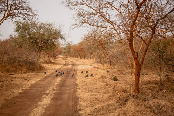 Kuşlar kumlu yollarda kaçıyor. Yaban hayatı içinde Safari. Baobab ve bush Senegal, Afrika ormanlarda. Bandia rezerv. Sıcak, kuru iklim.