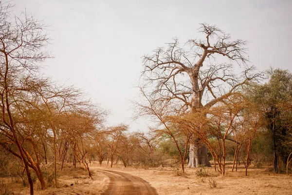 Path on sandy road. Wild life in Safari. Baobab and bush jungles in Senegal, Africa. Bandia Reserve. Hot, dry climate.