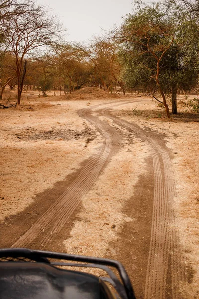 Safari Jeep Camino Arenoso Vida Salvaje Safari Baobab Bush Jungles — Foto de Stock