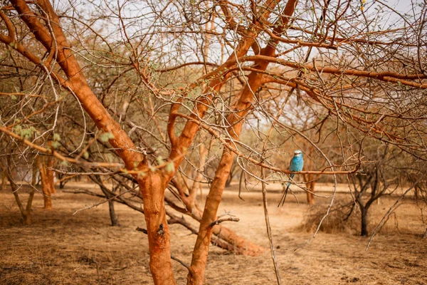 Hermoso Pájaro Azul Sentado Una Rama Árbol Vida Salvaje Safari — Foto de Stock