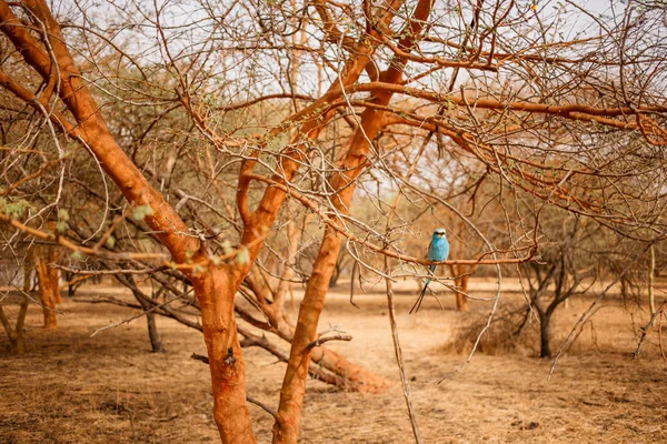 Beautiful Blue Bird Sitting Branch Tree Wild Life Safari Baobab — Stock Photo, Image