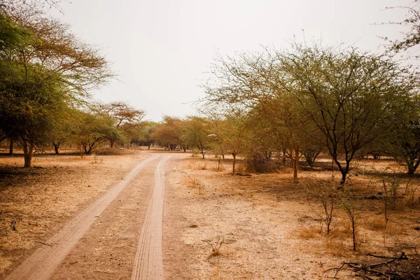 Sandy Road Vida Salvaje Safari Baobab Bush Jungles Senegal Africa — Foto de Stock