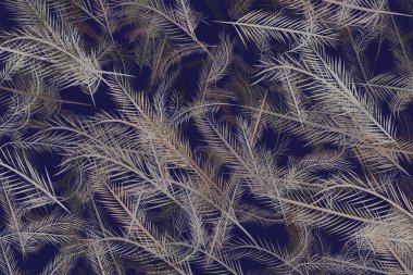 Tüy illüstrasyonlar. Web sayfası, duvar kağıdı, grafik tasarım, katalog, doku veya arka plan için iyi. Karikatür tarzı vektör grafiği.