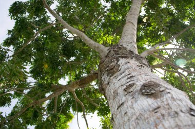 Büyük ağaç gövdesi, aşağıdan, açı kapladığı.