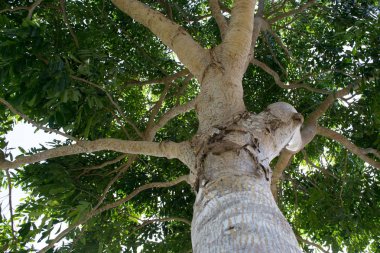 Büyük ağaç gövdesi, aşağıdan, açı kapladığı.