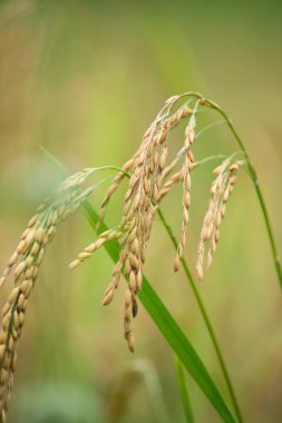 Paddy veya bulanıklık arka plan ile unmilled pirinç.