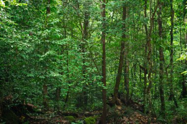 Tropikal orman, yeşil yağmur ormanı.
