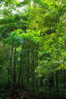 Tropikal orman, yeşil yağmur ormanı.