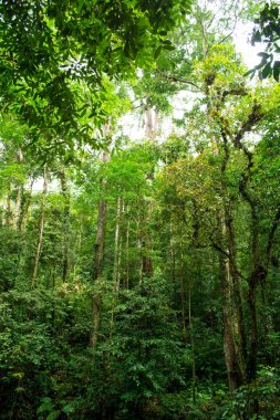 Tropikal orman, yeşil yağmur ormanı.