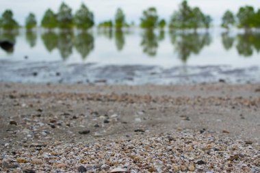 Tropikal plaja yakın yerde birçok deniz kabuğu.