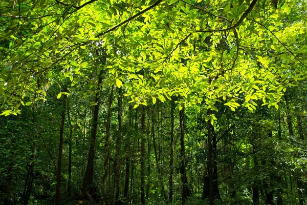 Тропические Джунгли Зеленый Дождевой Лес — стоковое фото