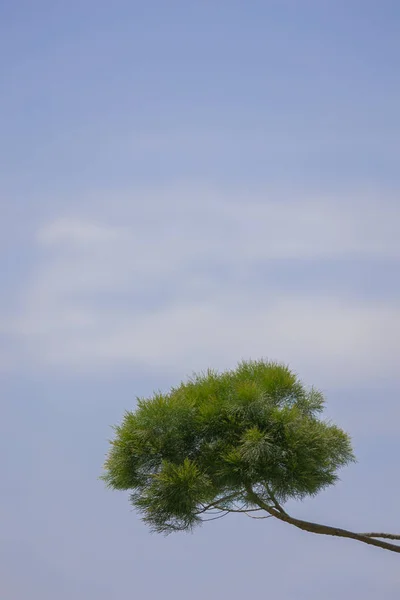 Einzelner Baum Blätter Mit Blauem Himmel Als Hintergrund — Stockfoto