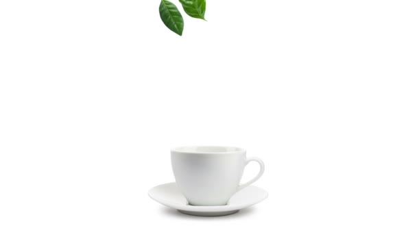 Animated Image Tea Leaves Falling Cup Tea Final Splash White — Stock Video  © limpido #216678908