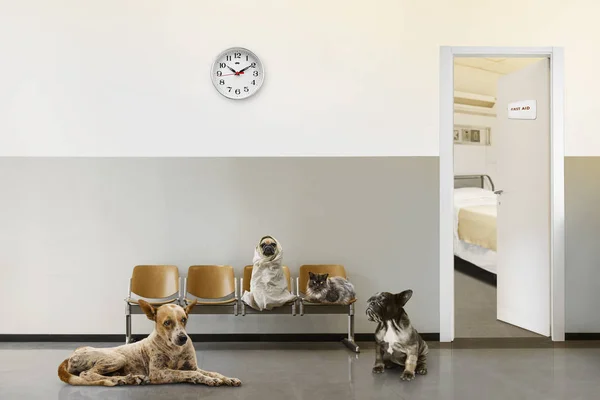 Sala Espera Veterinaria Con Sillas Reloj Puerta Abierta Grupo Animales — Foto de Stock