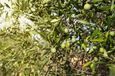 zeytinyağı fabrikası