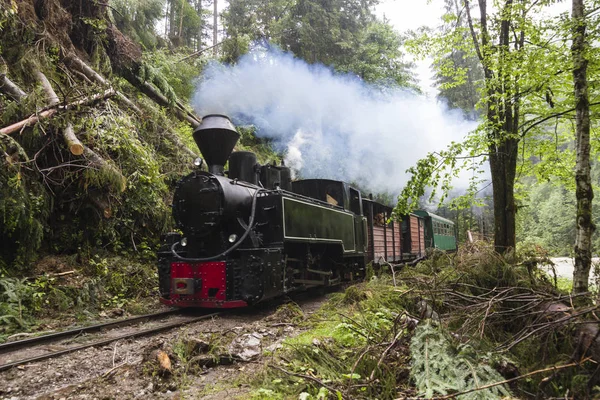 Steam Train in the green woods