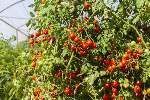Rode Cherri Tomaten Een Tomatenplant Een Plantage — Stockfoto
