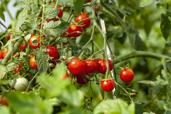 有机农场的红樱桃番茄与绿叶 — 图库照片