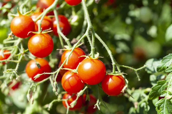 Rauwe Rode Smakelijke Cherry Tomaten Een Tak — Stockfoto