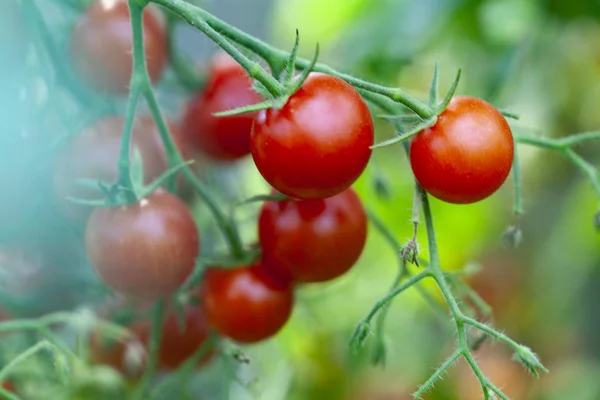 Smakelijke Zoete Rode Cherry Tomaten Groei Close — Stockfoto