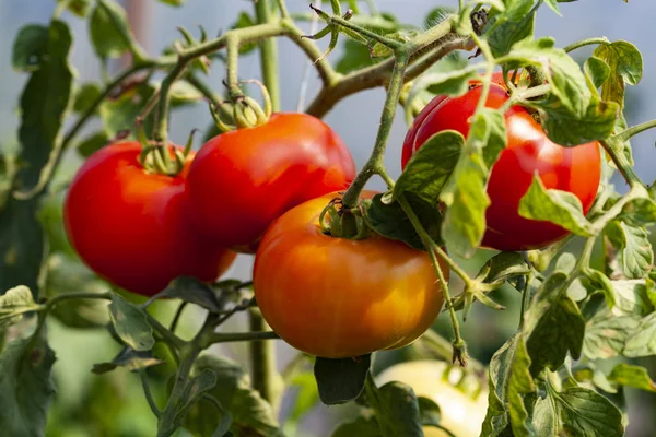 Vier Rode Tomaten Een Tomaten Plant Met Groene Bladeren — Stockfoto