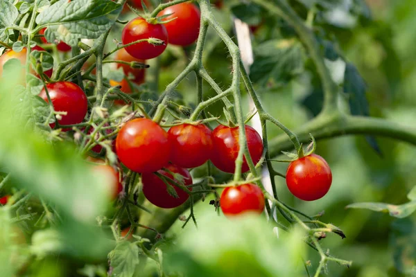 植物上的有机樱桃番茄 — 图库照片