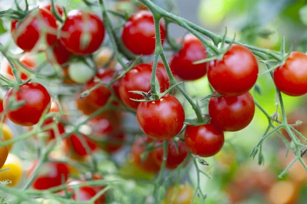 绿色植物上的红甜樱桃番茄 图库图片