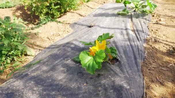 夏に庭の野菜のクローズ アップ — ストック動画