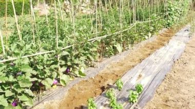 Atış sebze bahçesinde yaz aylarında seyahat eden