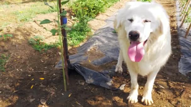 Yaz Sebze Bahçesinde Beyaz Köpek — Stok video