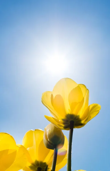 Gele Tulpen Tegen Zon Blauwe Hemel — Stockfoto