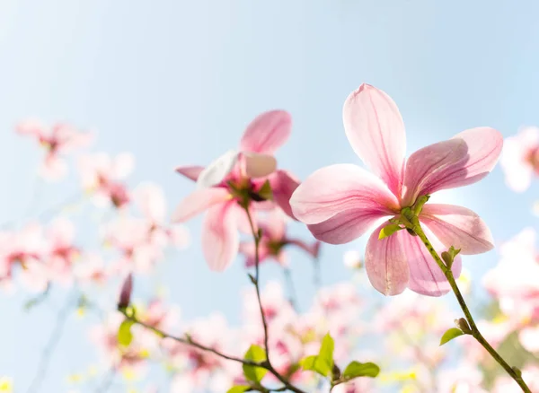 Όμορφη Ροζ Magnolia Λουλούδια Ανθίζουν Φόντο Χλωμό Μπλε Του Ουρανού — Φωτογραφία Αρχείου