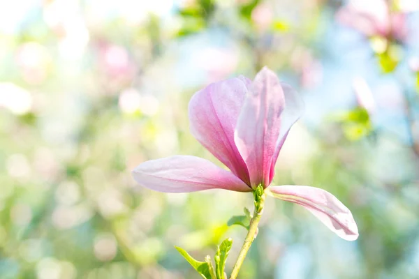 Mooie Roze Magnolia Bloesem Bloemen Met Bleke Blauwe Hemelachtergrond — Stockfoto