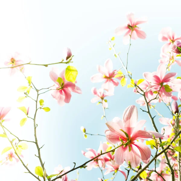 Güzel Pembe Manolya Çiçeği Çiçek Soluk Mavi Gökyüzü Arka Plan — Stok fotoğraf
