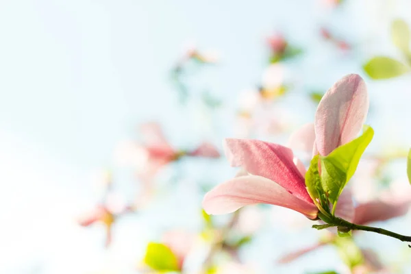 美丽的粉红色玉兰花 有淡蓝色的天空背景 — 图库照片