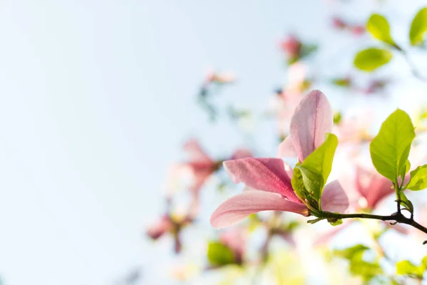 Όμορφη Ροζ Magnolia Λουλούδια Ανθίζουν Φόντο Χλωμό Μπλε Του Ουρανού — Φωτογραφία Αρχείου