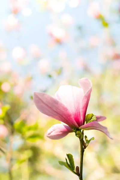 Hermosas Flores Magnolia Rosa Con Fondo Cielo Azul Pálido — Foto de Stock