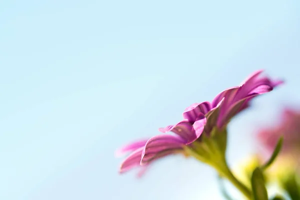 Mor Pembe Osteosperumum Papatya Çiçek Kopya Alanı — Stok fotoğraf