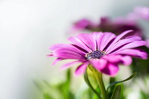 Violet pink osteosperumum daisy flower and copy space