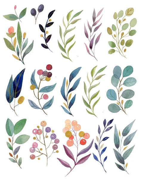 Conjunto floral aquarela - ervas, brunches . — Fotografia de Stock