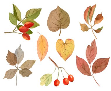 Suluboya sonbahar (sonbahar) yaprakları ve meyveleri.