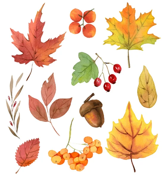 Watercolor autumn (fall) leaves and berries. — Stock Photo, Image