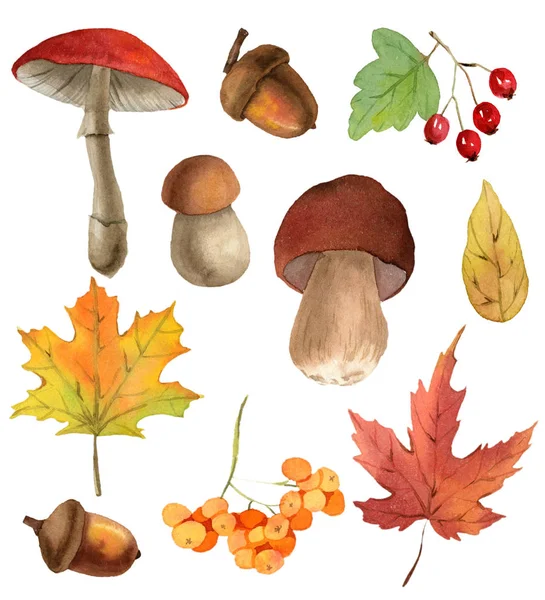 Chute aquarelle (automne) champignons — Photo