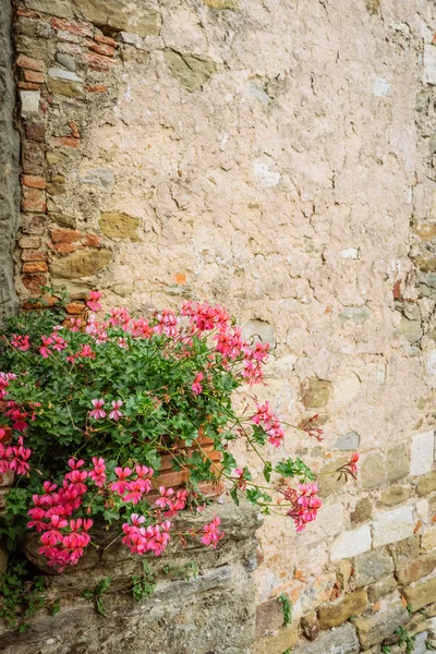 Pembe çiçekler ve çalılar Ortaçağ kökenli bir köyde taş duvar önünde. Volpaia, Toskana, İtalya