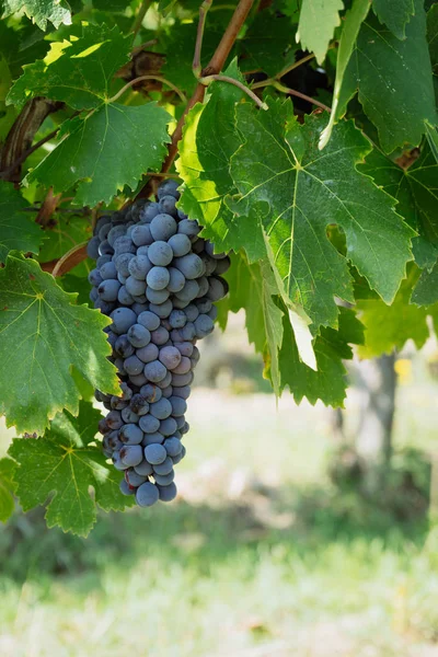 Ramo Uvas Maduras Vino Tinto Sobre Vid — Foto de Stock